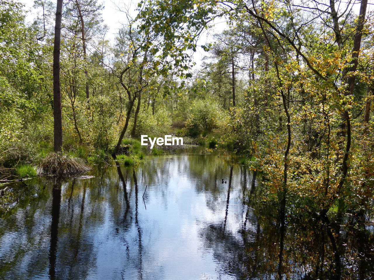 REFLECTION OF TREES IN LAKE AGAINST SKY