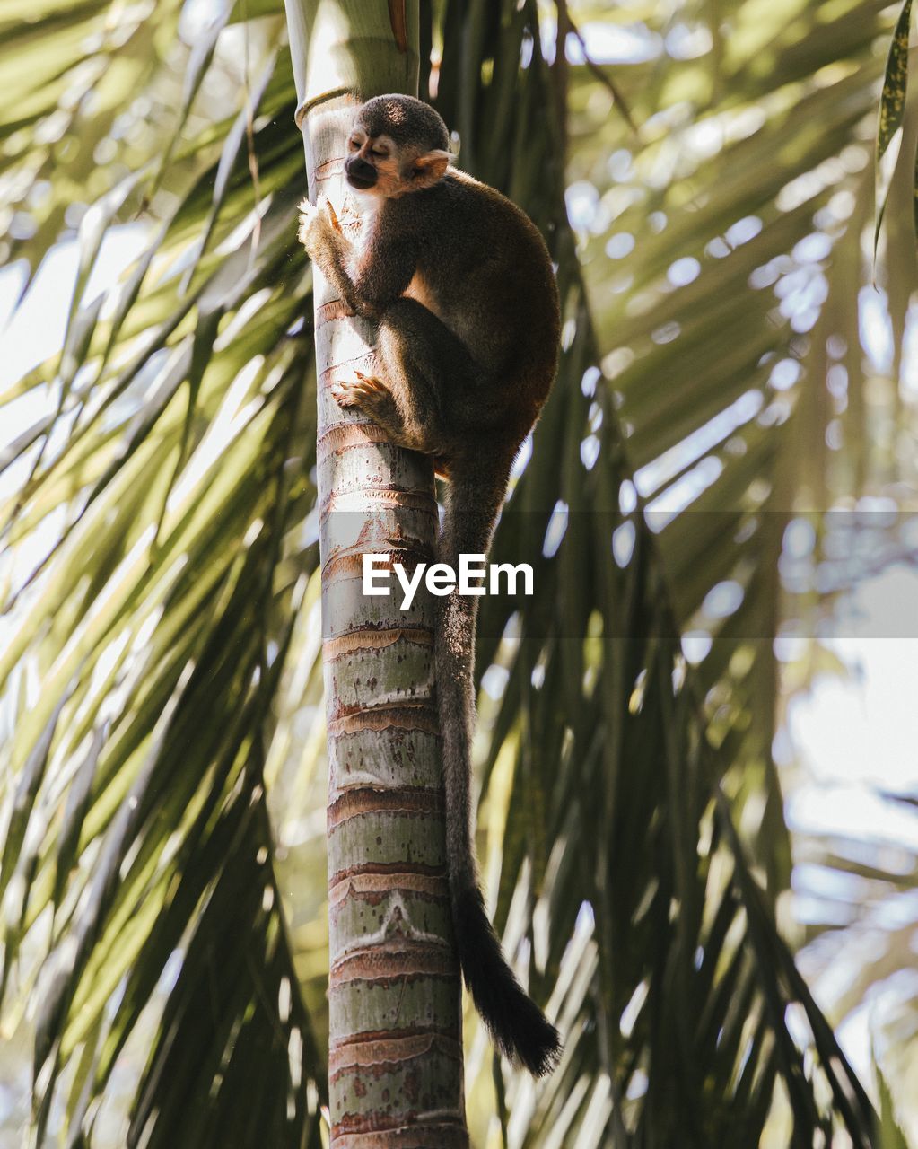 Low angle view of a monkey in a palm tree