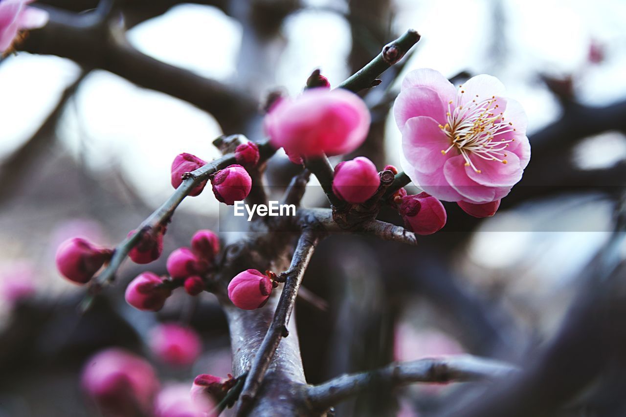 CLOSE-UP OF FRESH PINK FLOWERS ON TREE