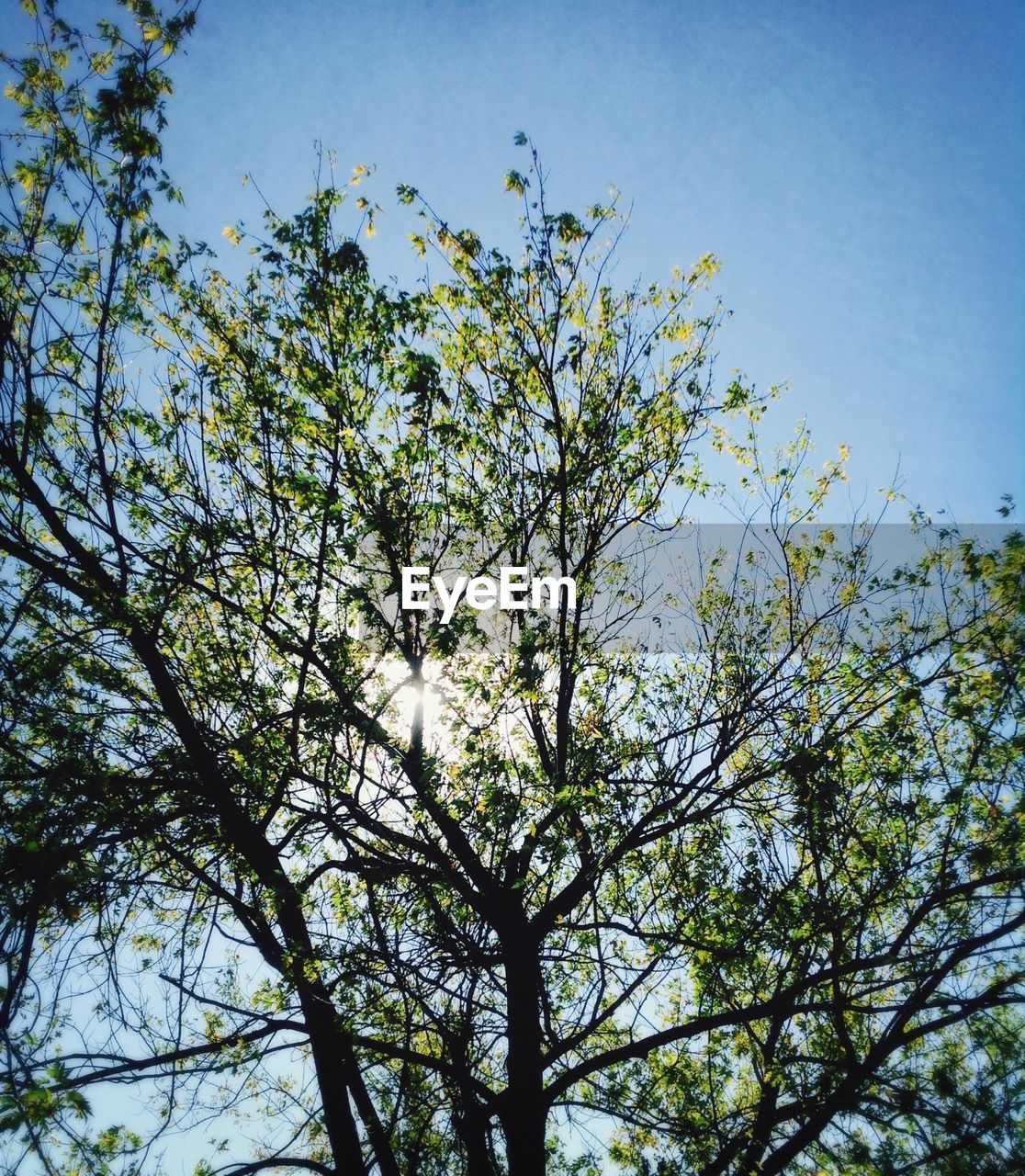 LOW ANGLE VIEW OF TREES AGAINST SKY