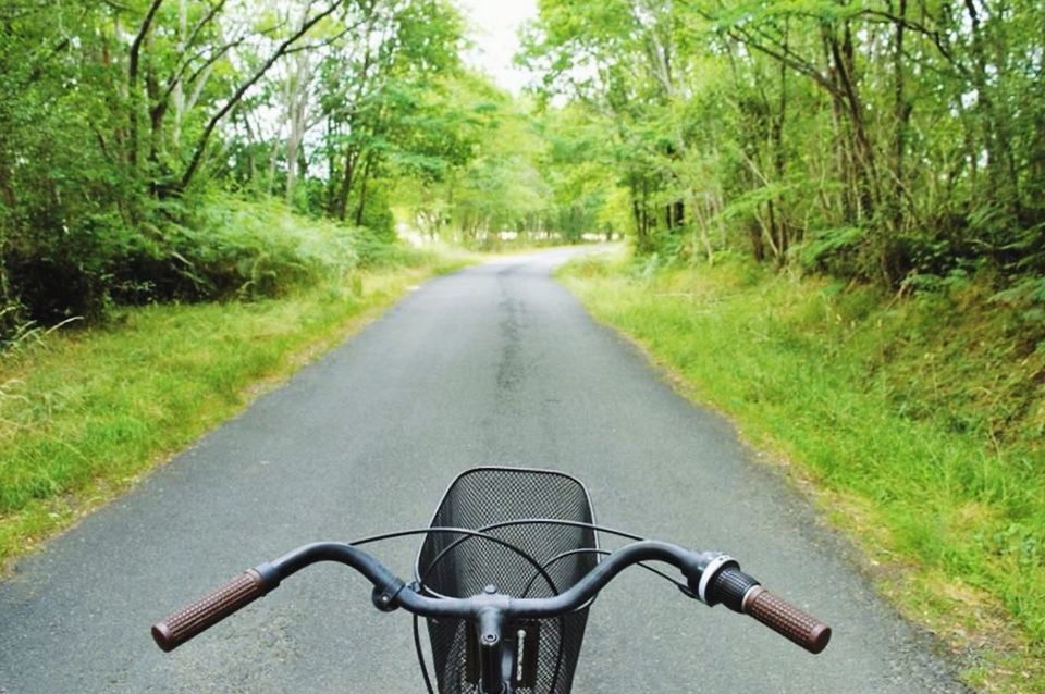 ROAD PASSING THROUGH TREES