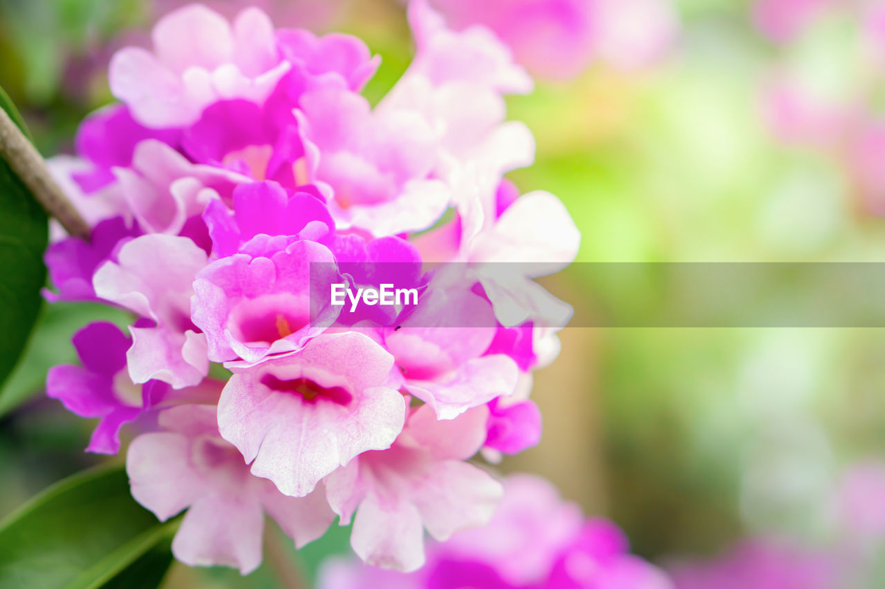 Beautiful bunch of purple flower soft focus background for spring