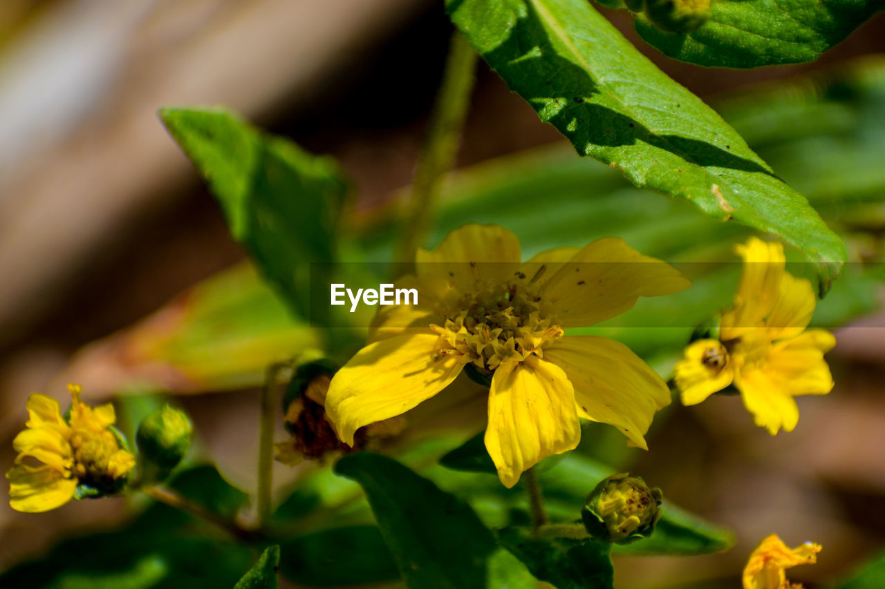 Close-up of yellow guizotia abyssinica flowering plant