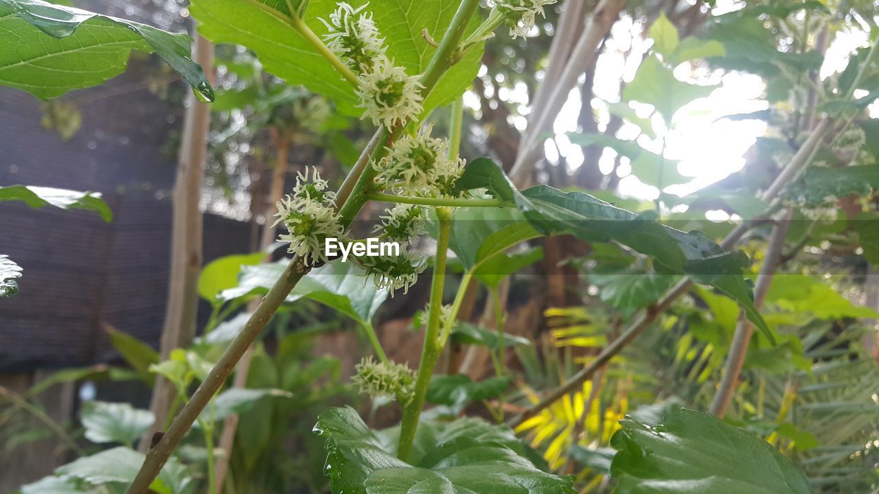 CLOSE-UP OF GRASSHOPPER ON PLANT