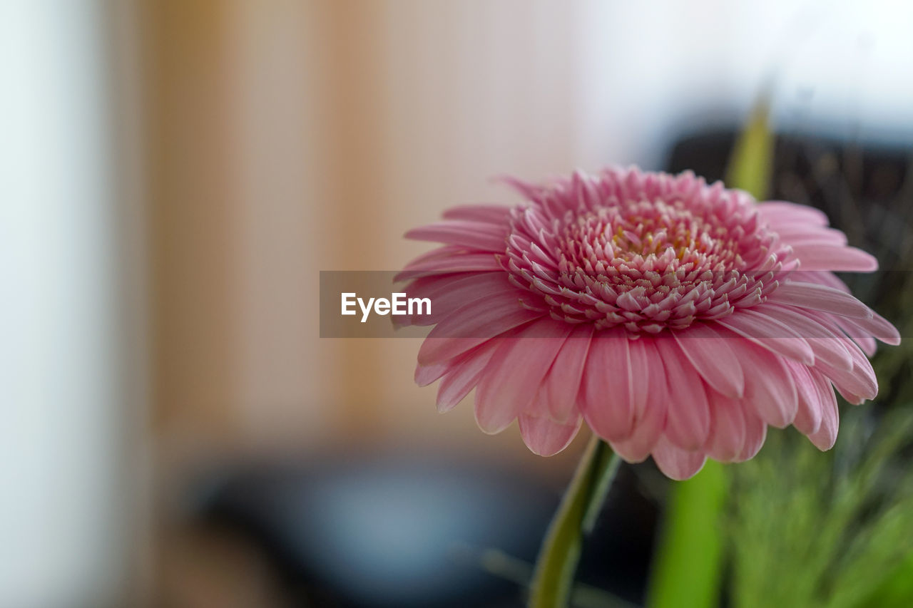 CLOSE-UP OF PINK FLOWER IN POT