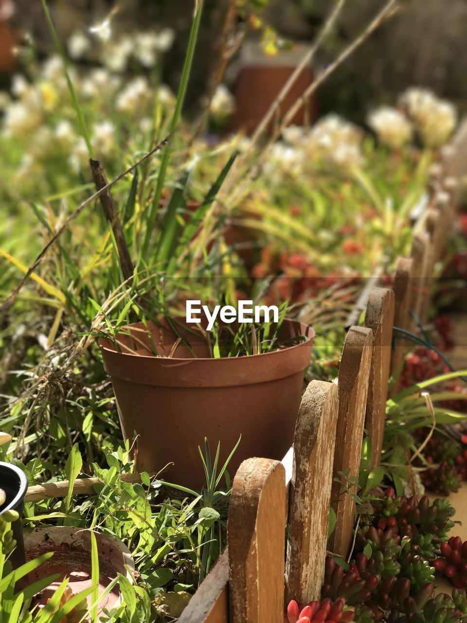 POTTED PLANT IN GRASS