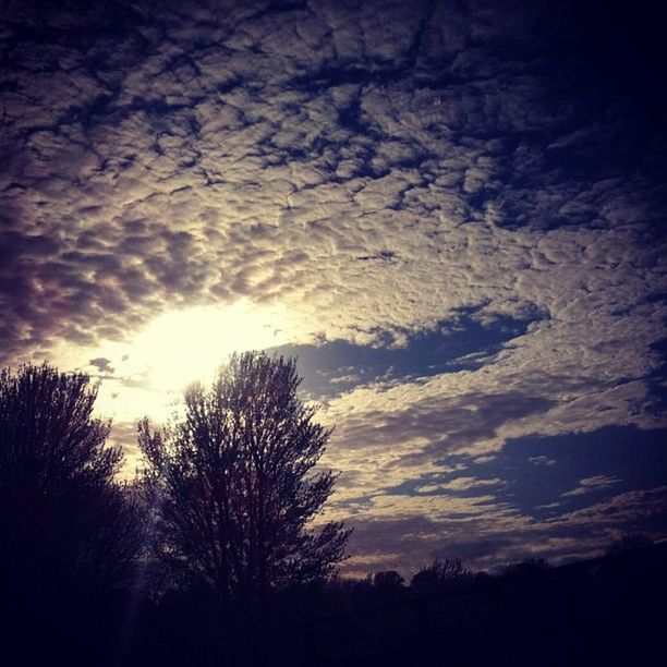 SILHOUETTE OF TREES AT SUNSET