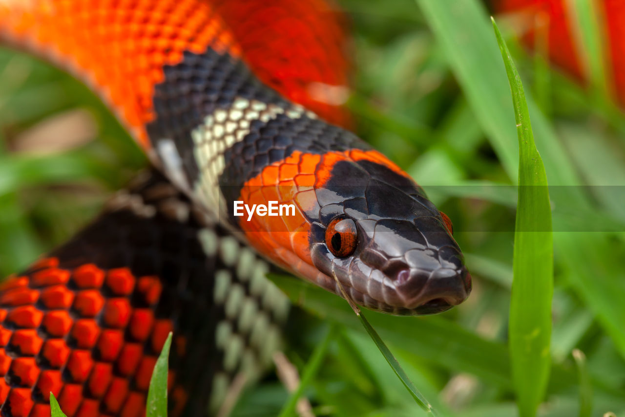 False coral snake oxyrhopus guibei