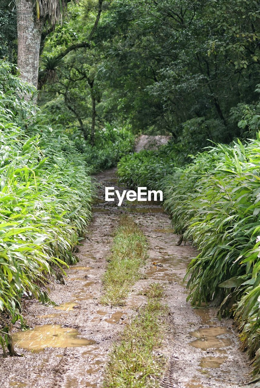 Wet dirt road amidst plants