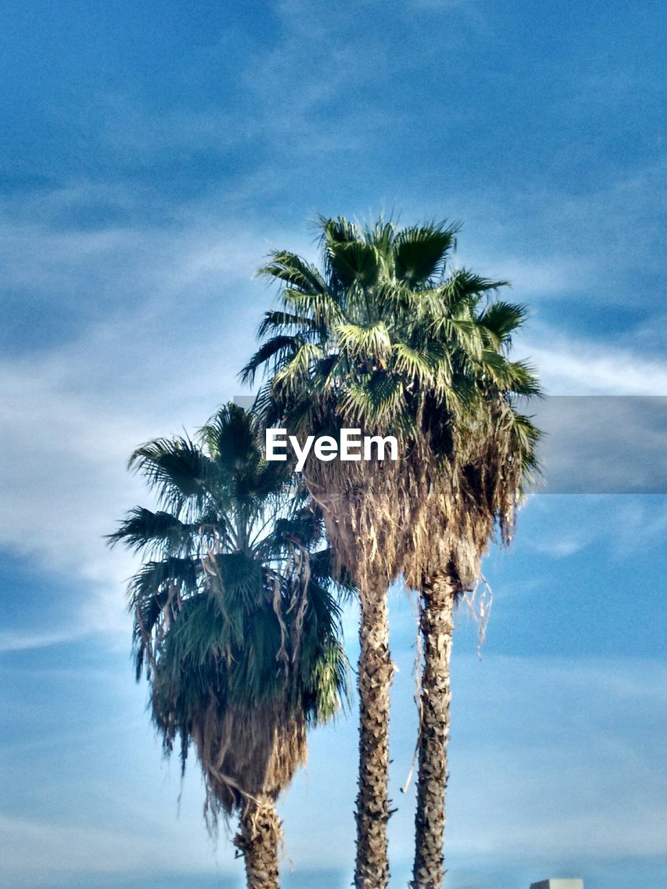 Palm trees against sky