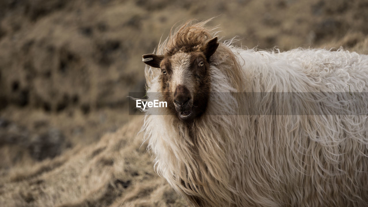 PORTRAIT OF AN ANIMAL