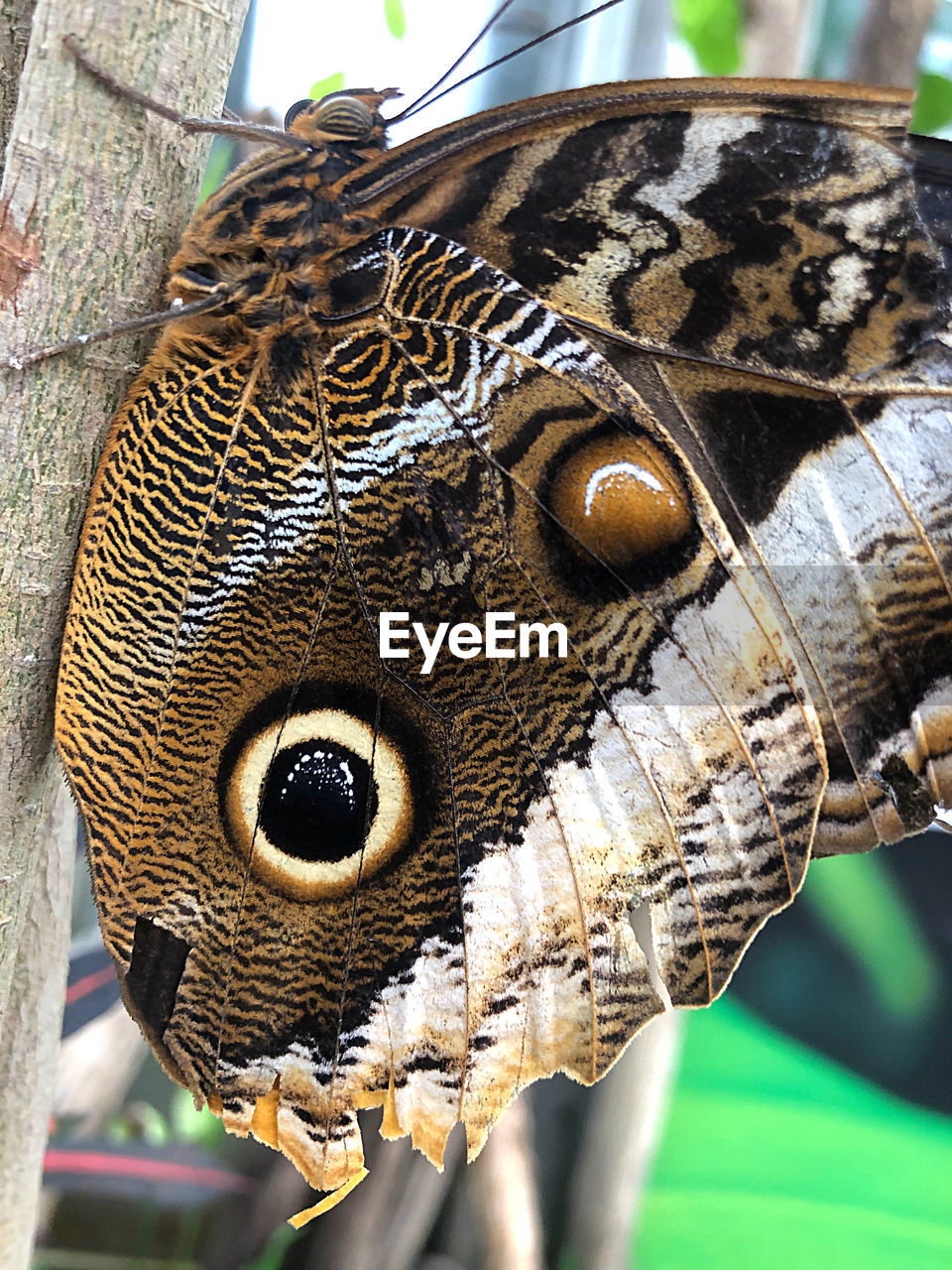 Close-up of butterfly