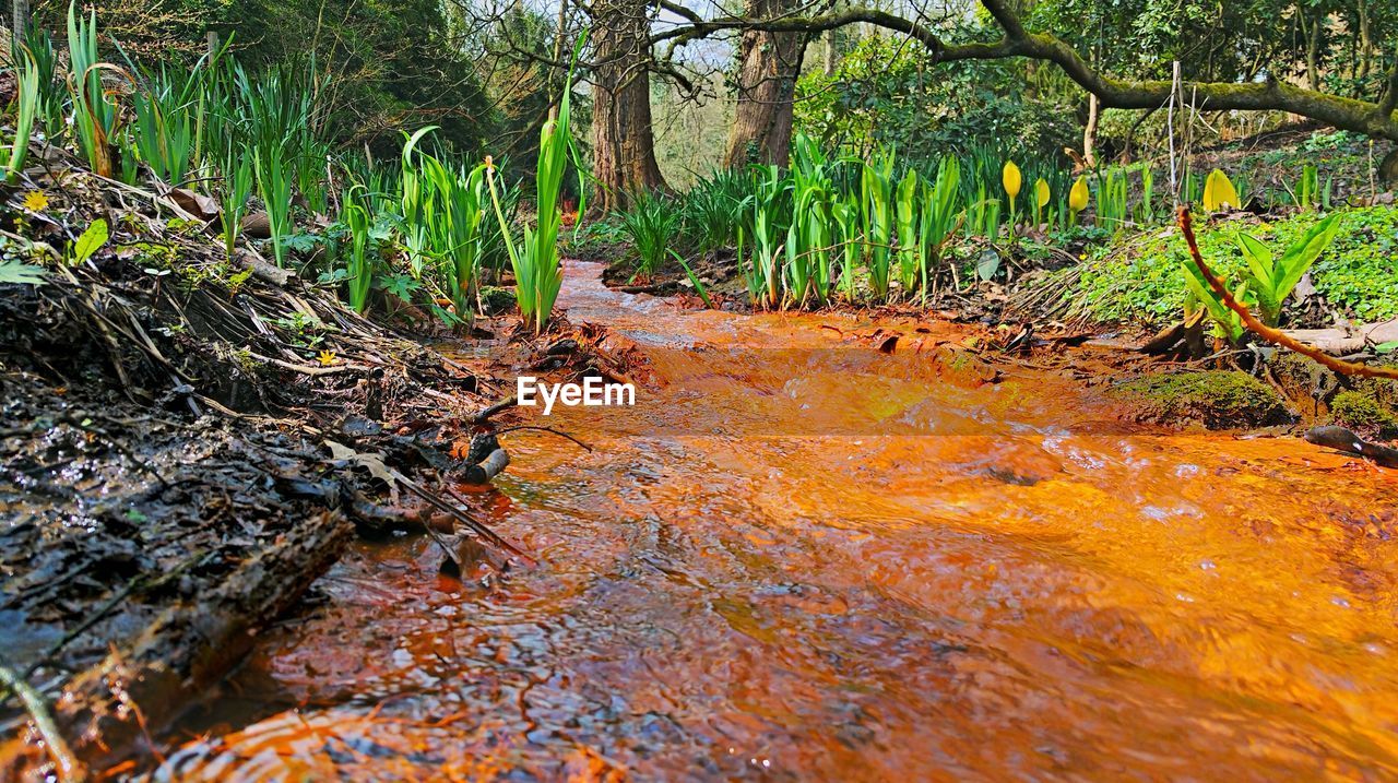 Surface level of stream along landscape