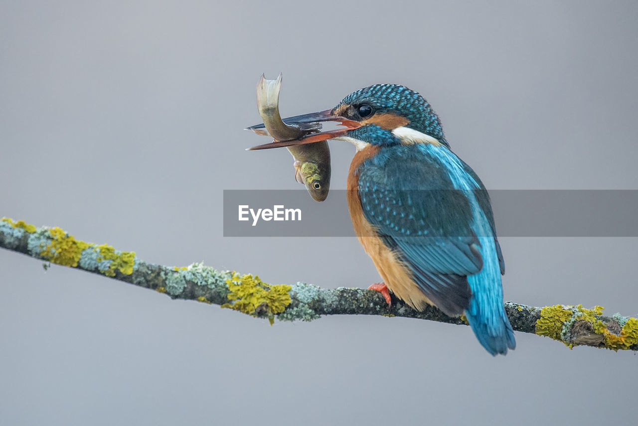 Kingfisher with a fish in its beak perched on a gray foggy branch background