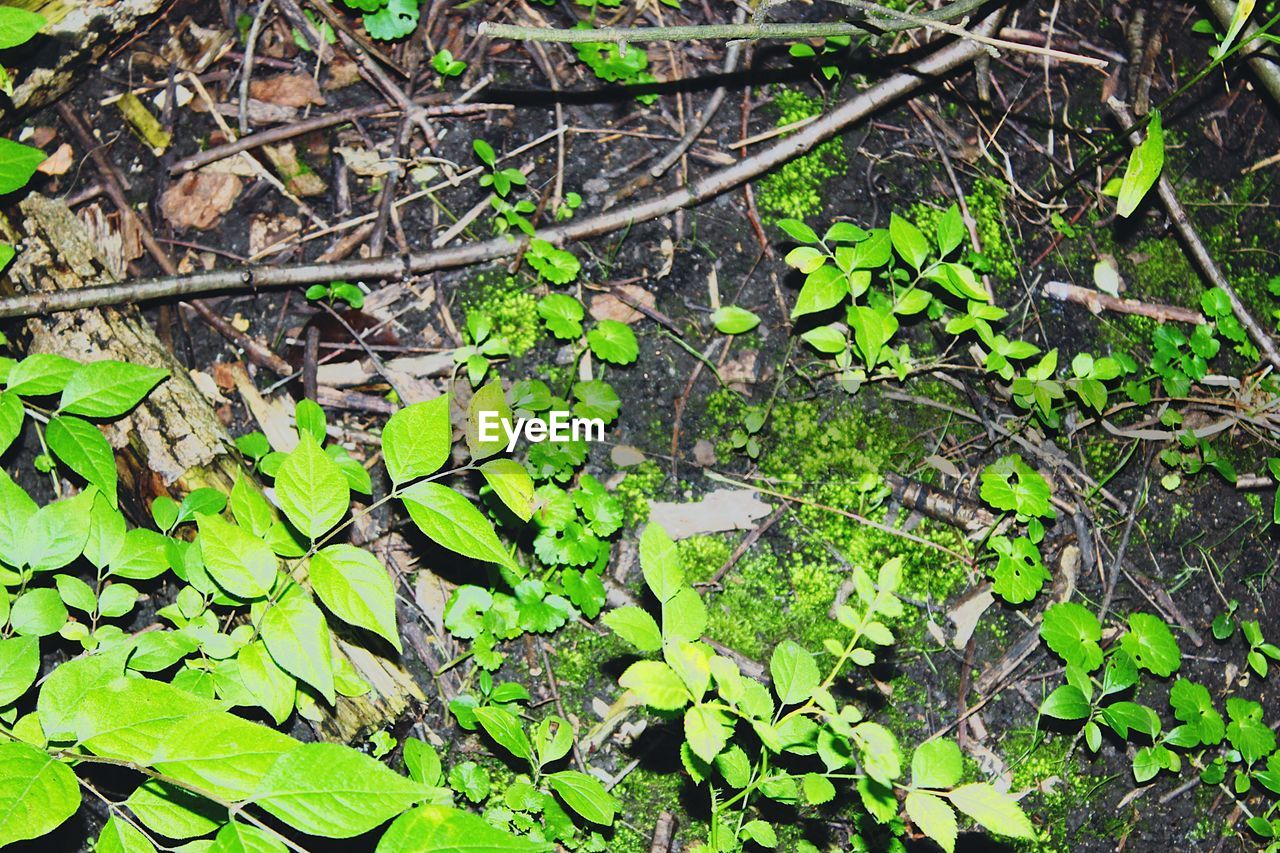 CLOSE-UP OF PLANT