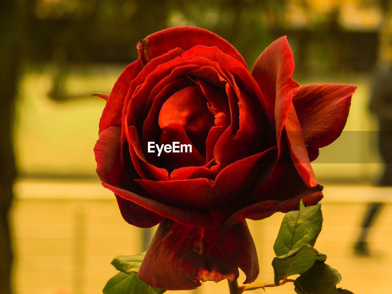 CLOSE-UP OF RED TULIP