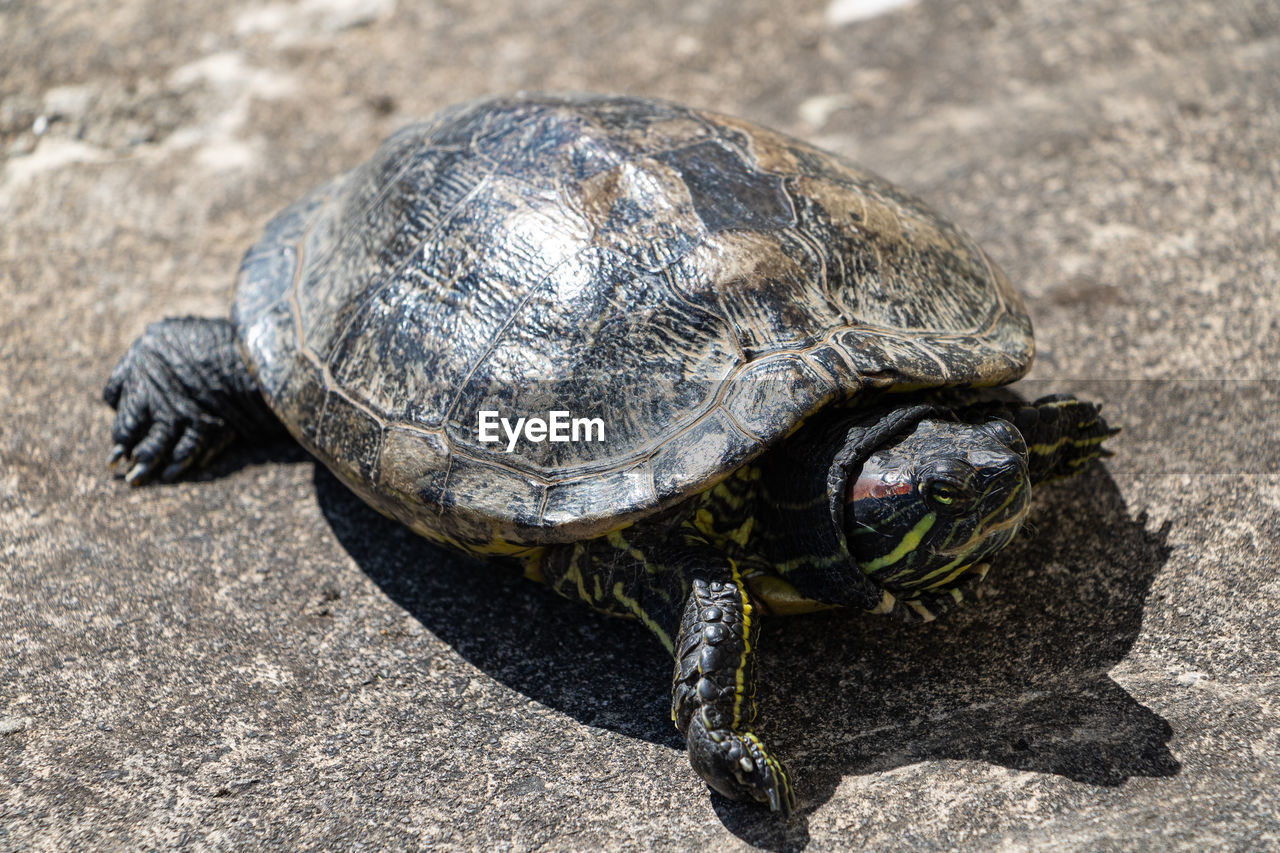 turtle, animal themes, animal, animal wildlife, reptile, tortoise, one animal, wildlife, shell, animal shell, nature, tortoise shell, sea turtle, no people, loggerhead sea turtle, day, close-up, outdoors, sunlight, land, high angle view, boredom