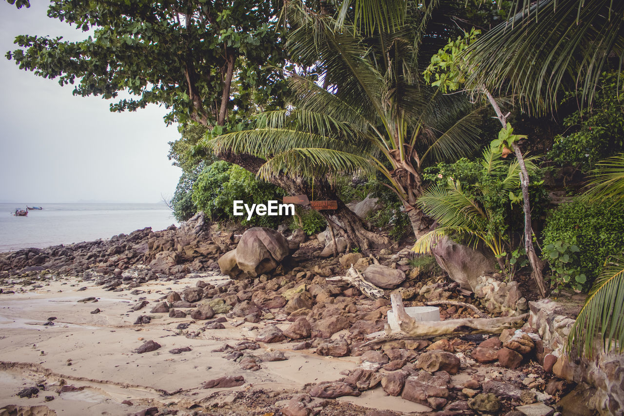 Trees on beach against sky