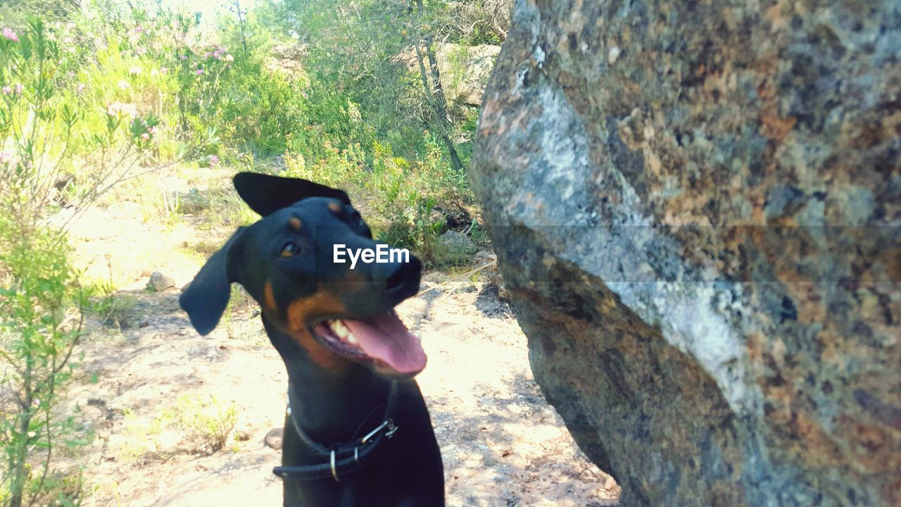 CLOSE-UP OF BLACK DOG STANDING IN TREE