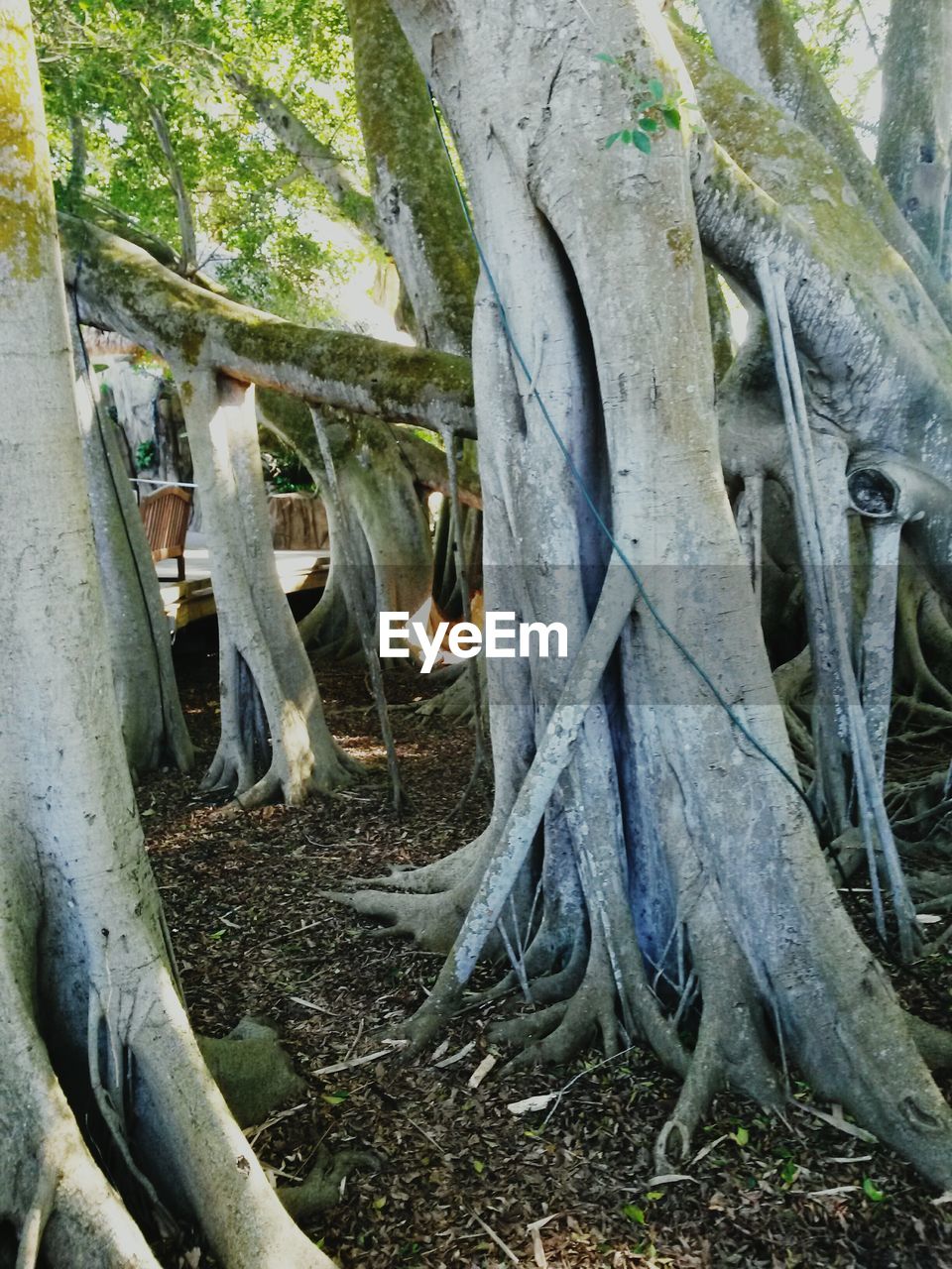 Banyan trees in forest