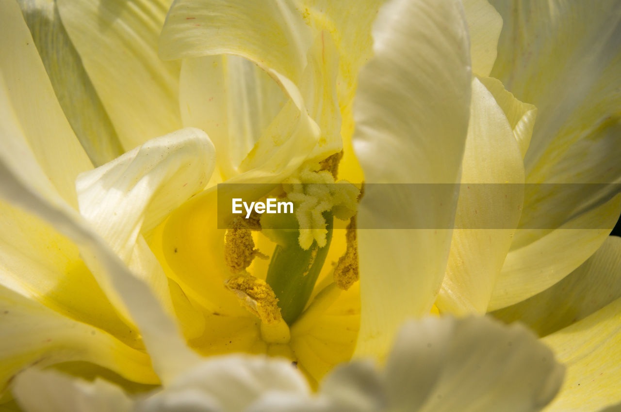 Full frame shot of yellow rose flower