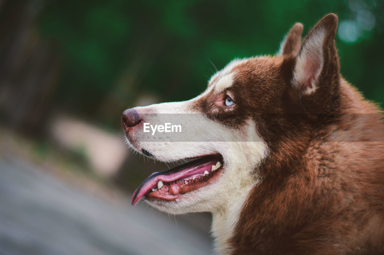 Cute siberian husky dog sit and looking at something in the garden, on natural background