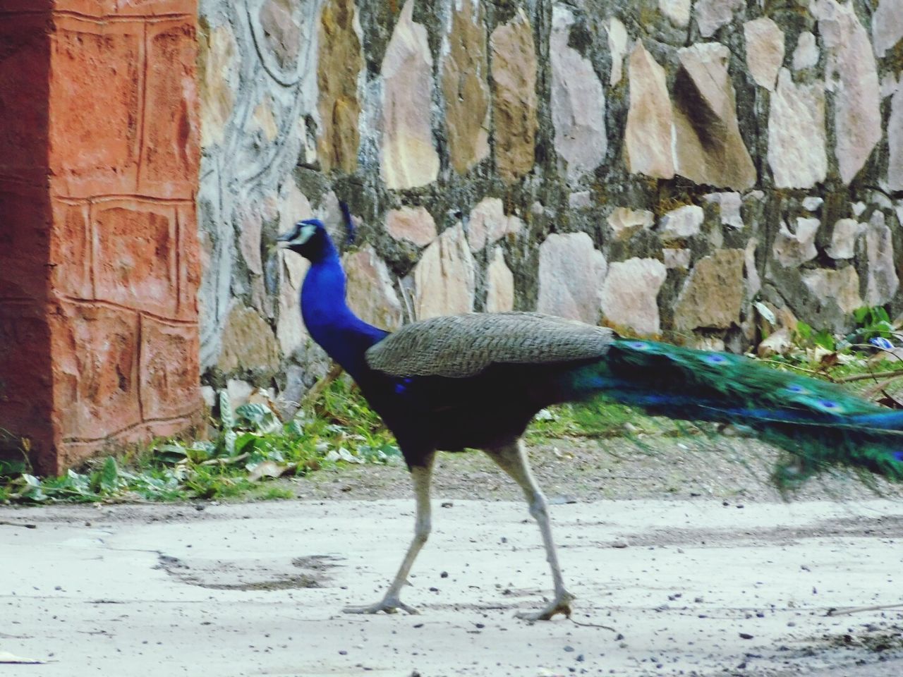 CLOSE-UP OF PEACOCK ON WALL