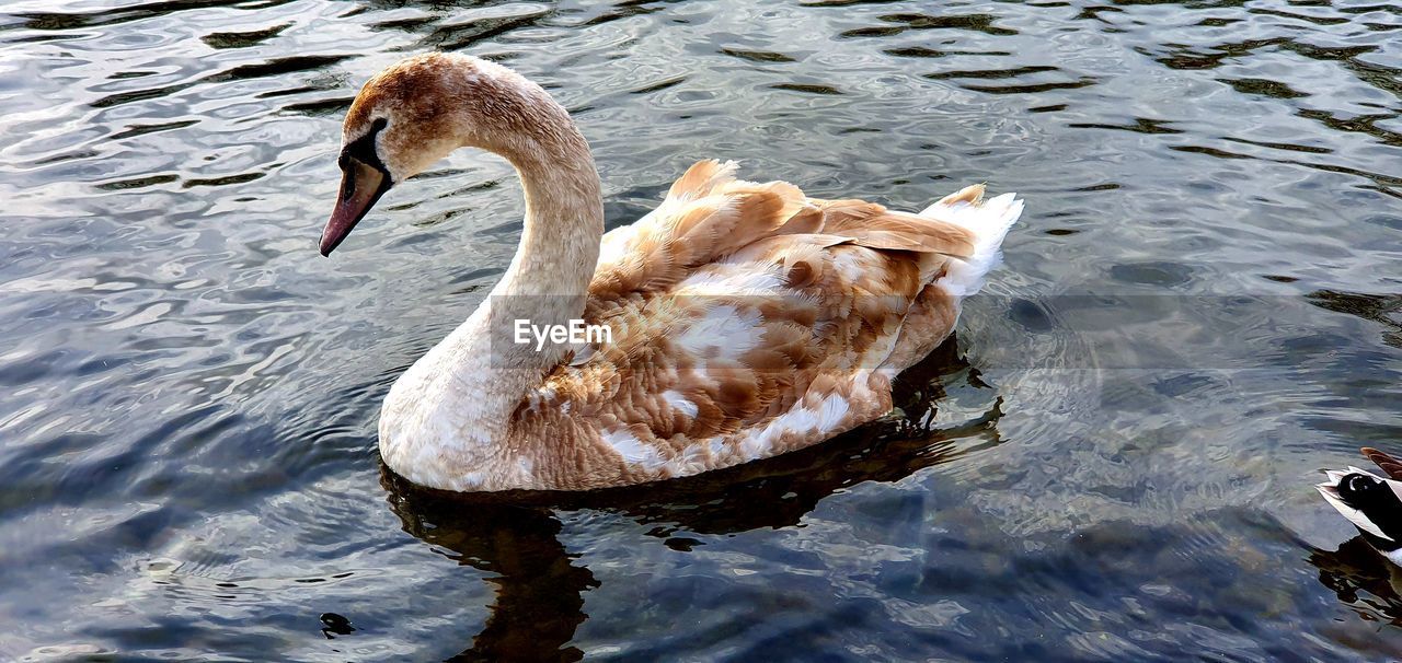 HIGH ANGLE VIEW OF SWAN IN LAKE