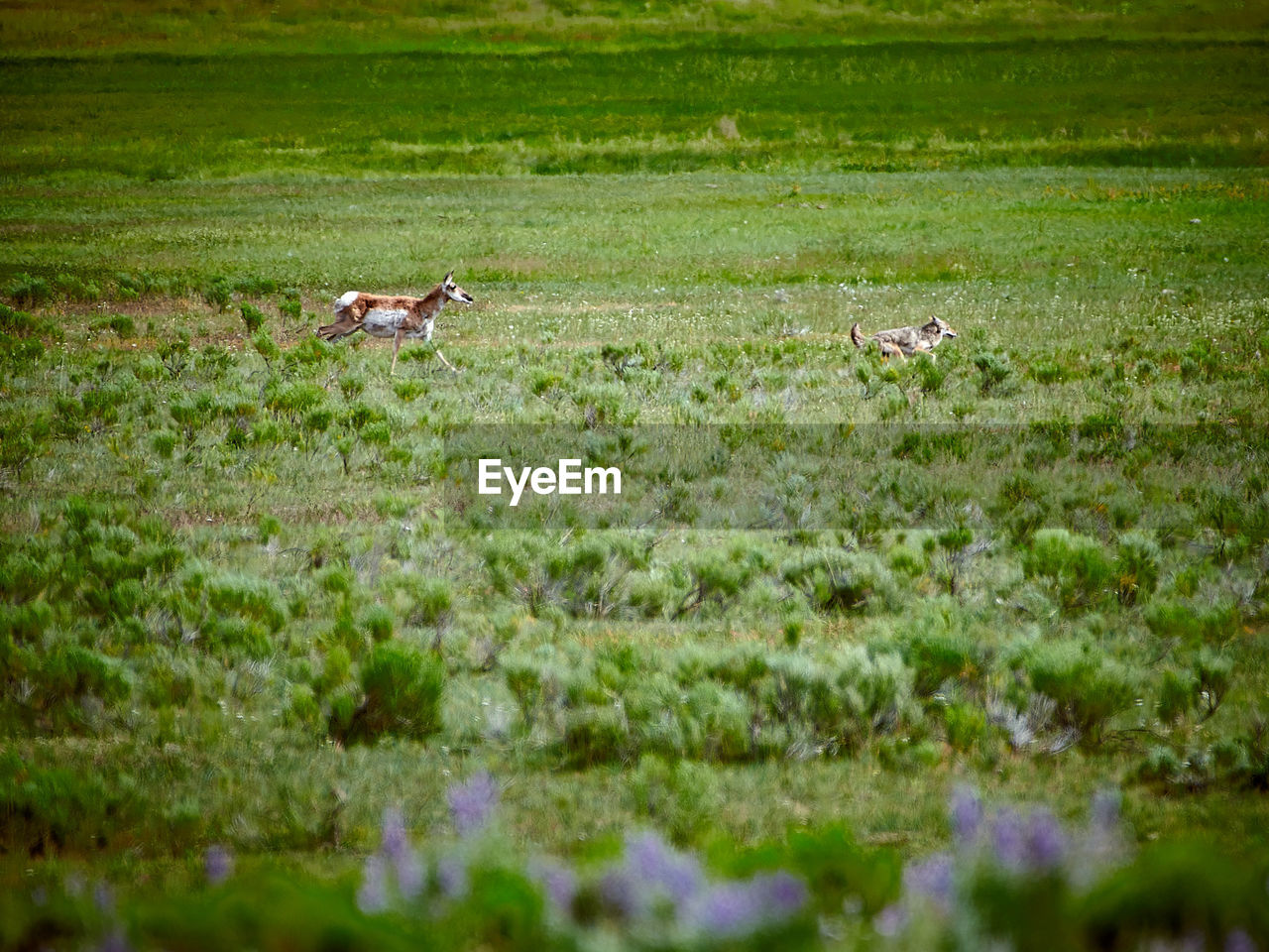 VIEW OF ANIMALS ON FIELD