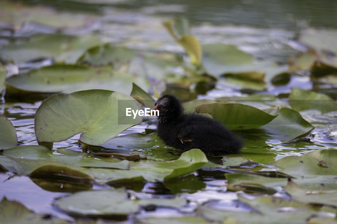 DUCK SWIMMING IN WATER