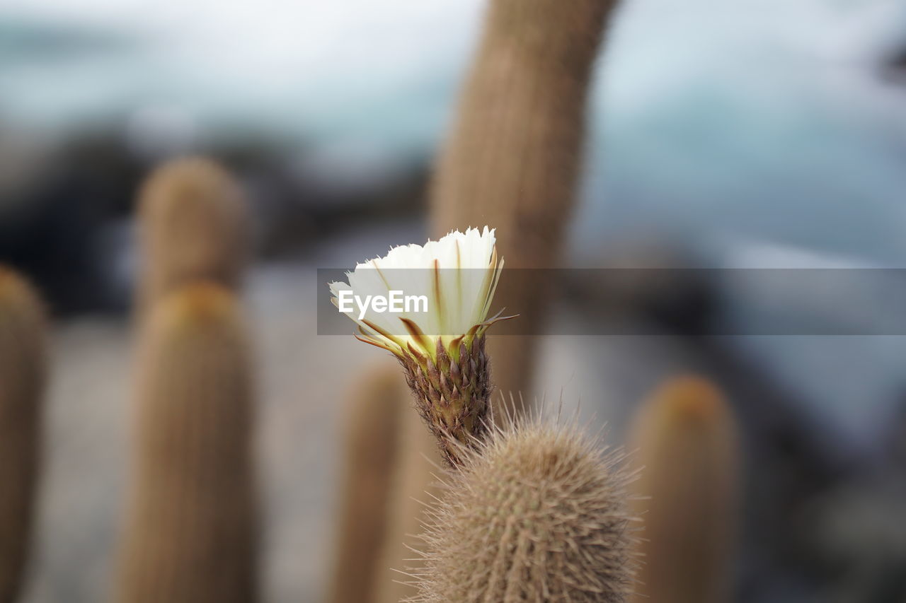 CLOSE-UP OF SUCCULENT PLANT DURING SUNSET