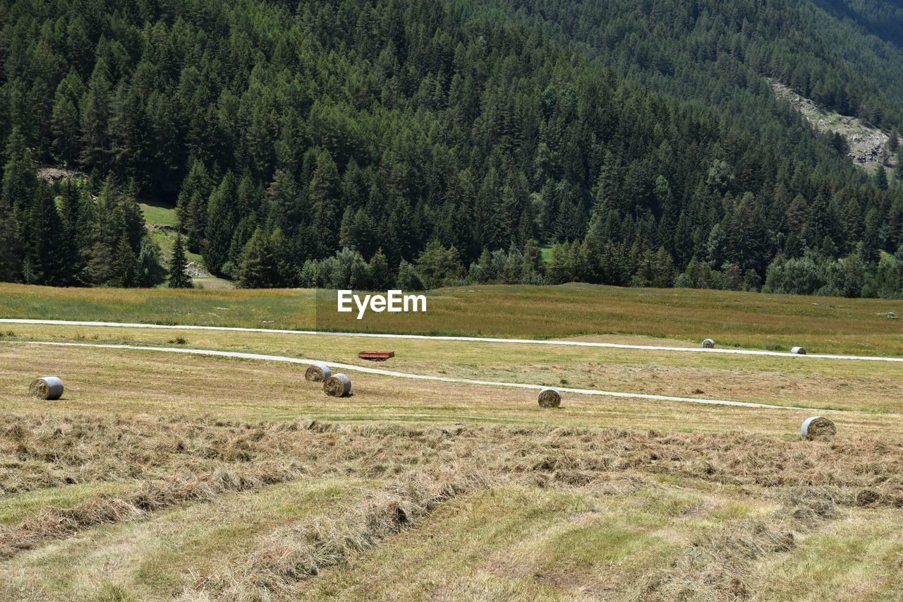 Hay bales on field with pine forest in the background