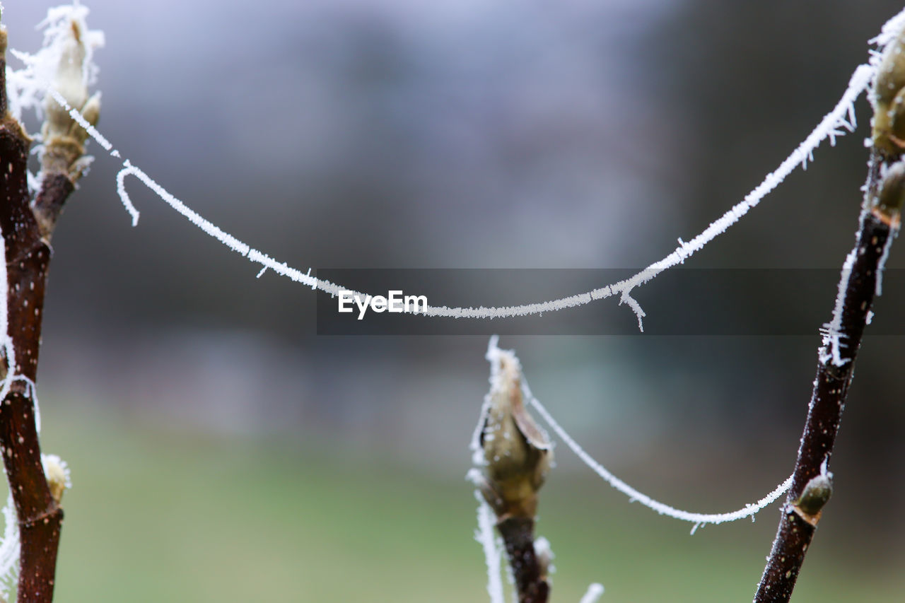 CLOSE-UP OF FROZEN SPIDER WEB ON TWIG
