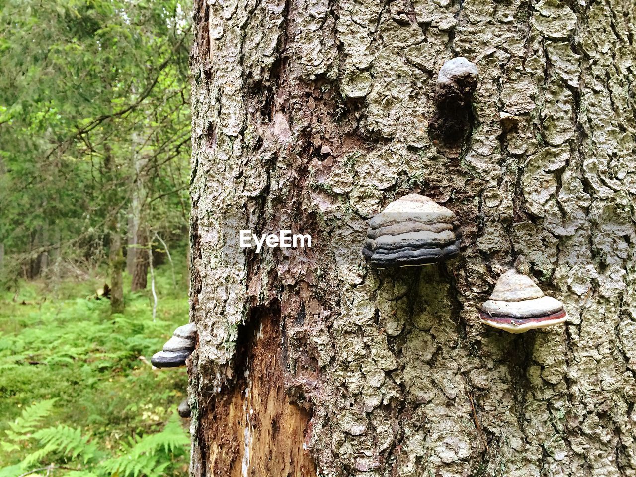 Cropped image of mushroom on tree trunk in forest