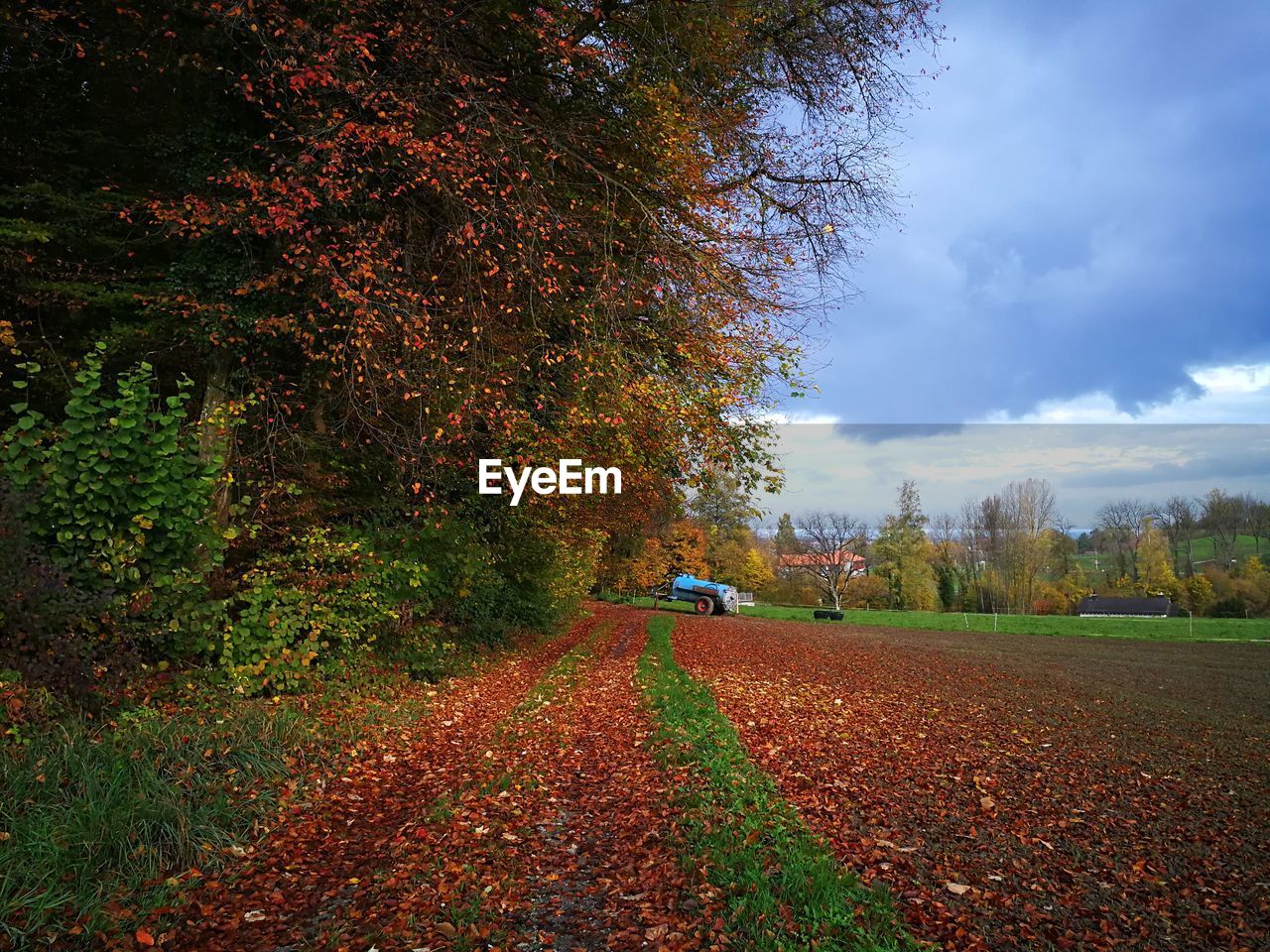 TREES ON FIELD DURING AUTUMN