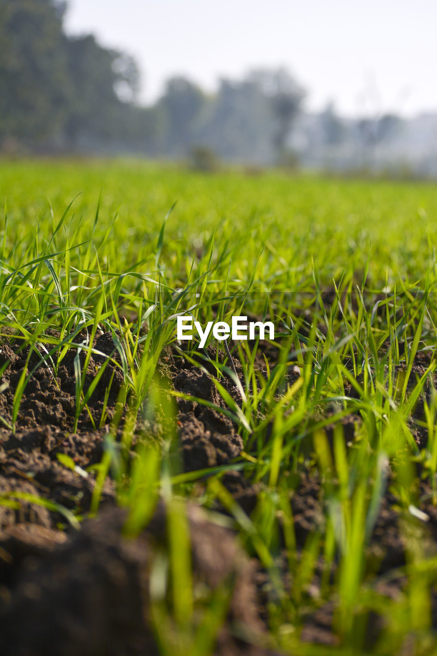 Young wheat seedlings growing in a soil