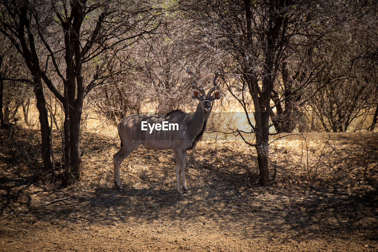Male greater kudu stands under shady trees