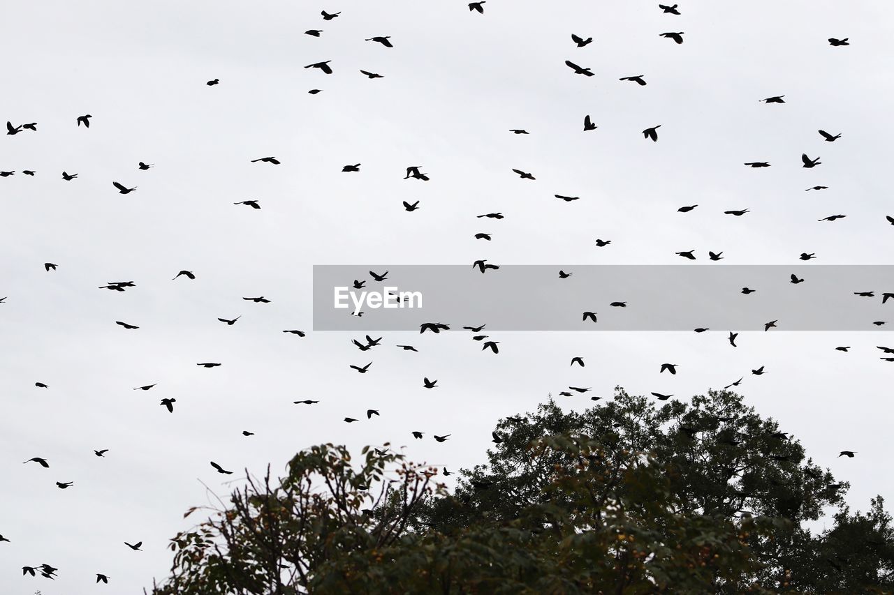 FLOCK OF BIRDS FLYING IN SKY