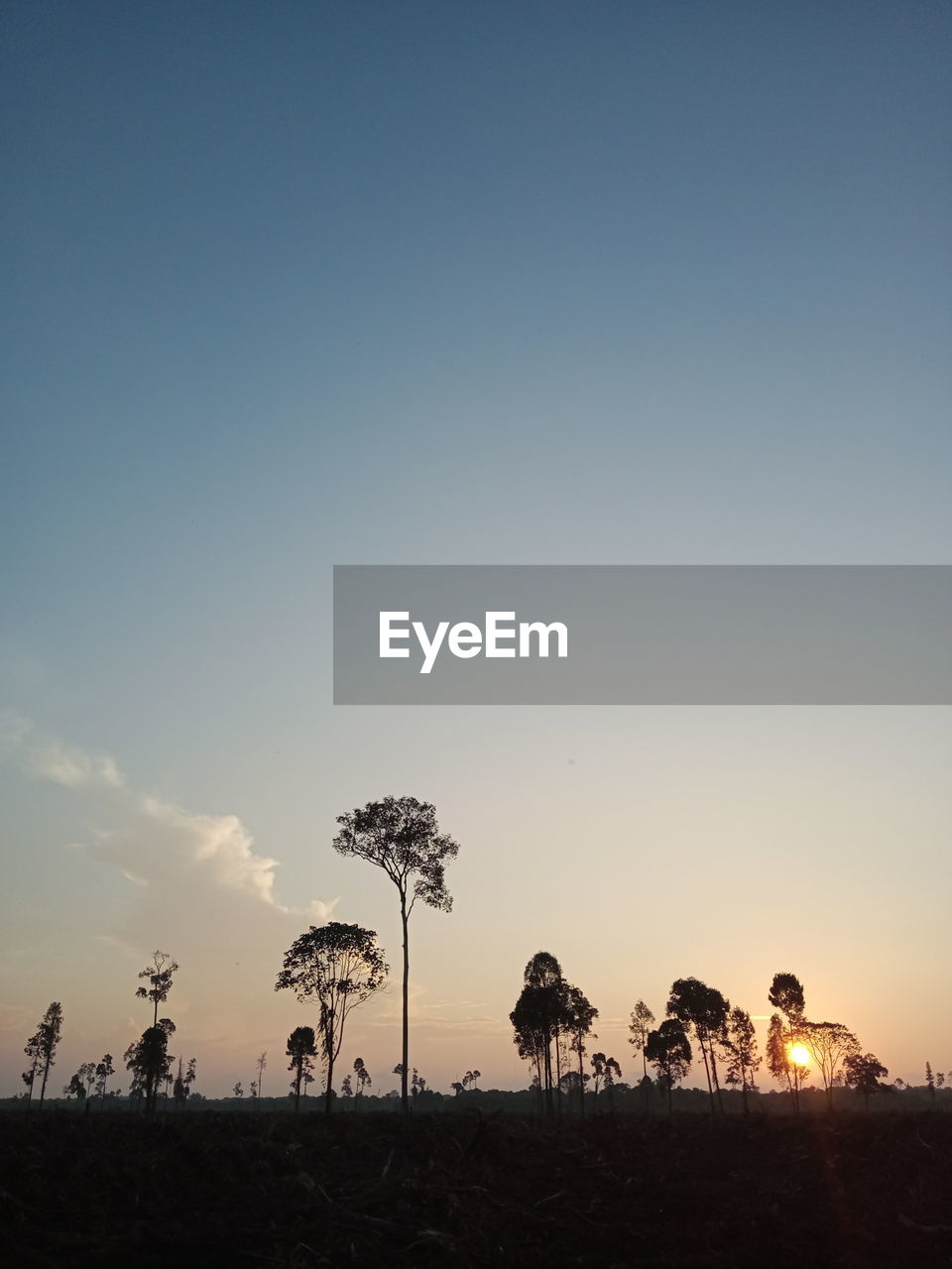 SILHOUETTE TREES ON FIELD AGAINST CLEAR SKY