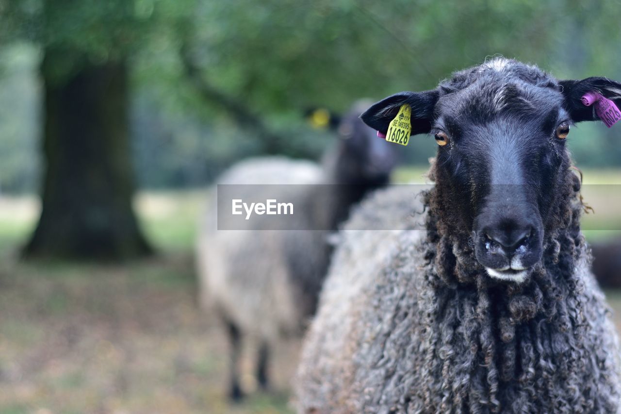 Close-up portrait of a sheep