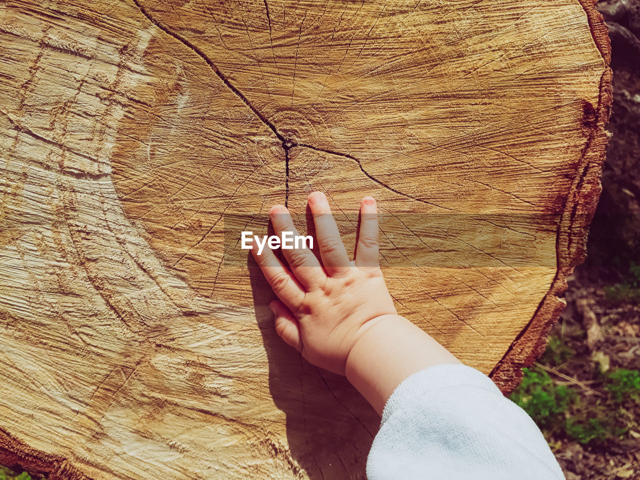 Cropped hand of baby touching tree stump