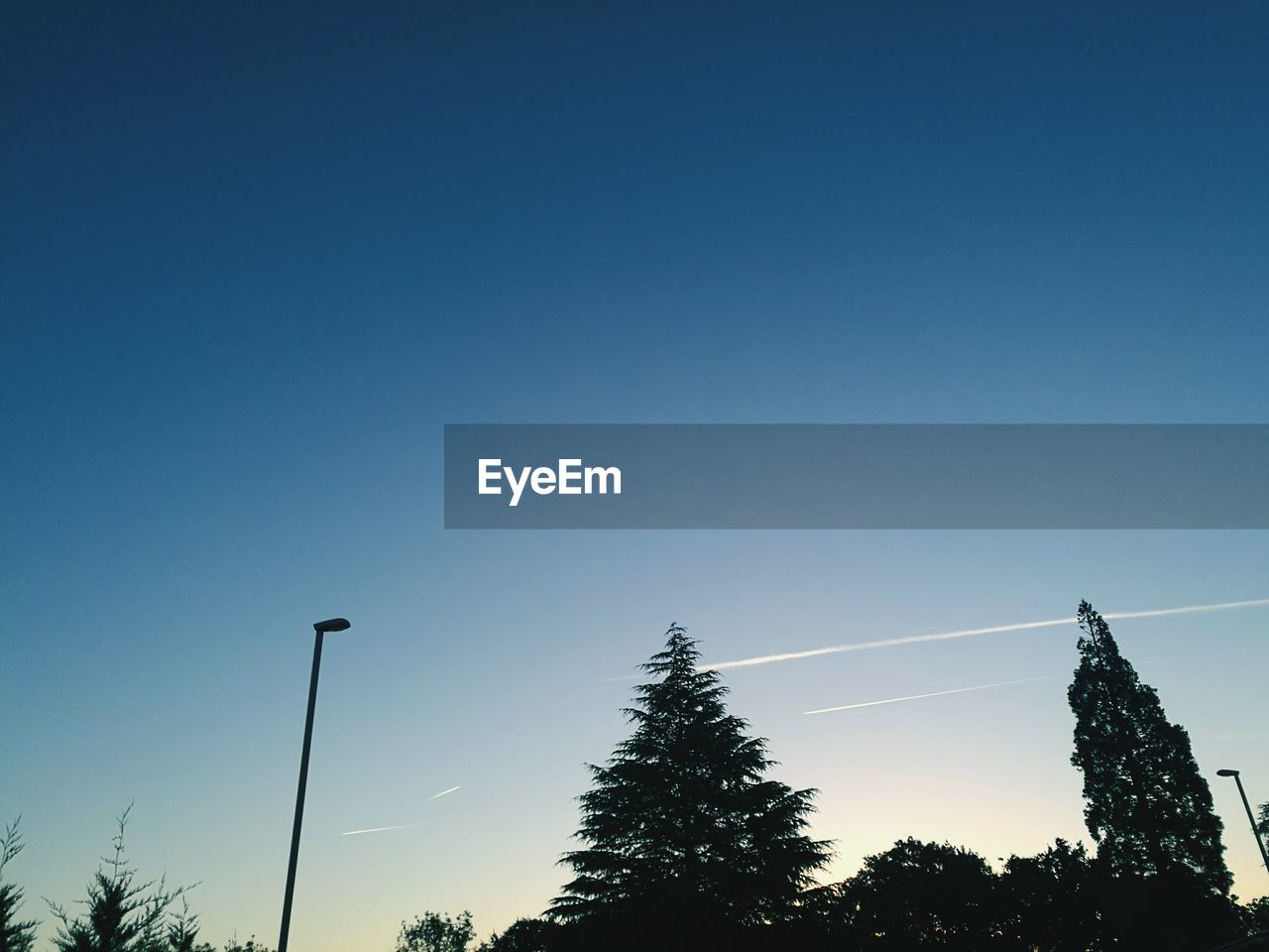 LOW ANGLE VIEW OF TREES AGAINST CLEAR BLUE SKY