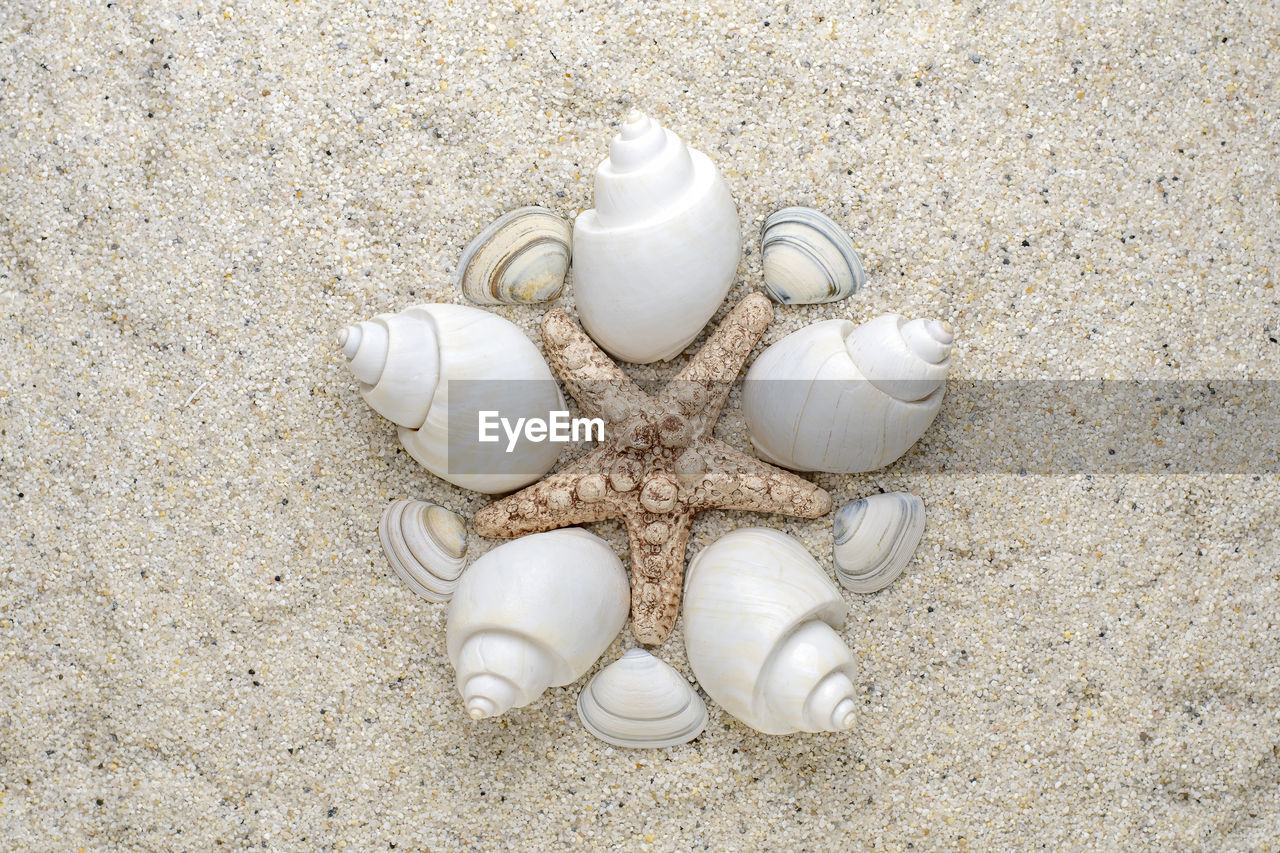 Sea shell arranged in shapes on sand as a circle.