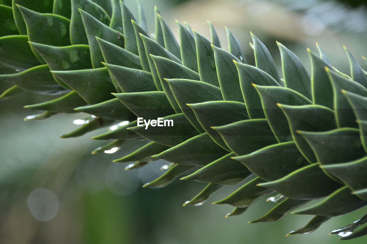 Close-up of cactus