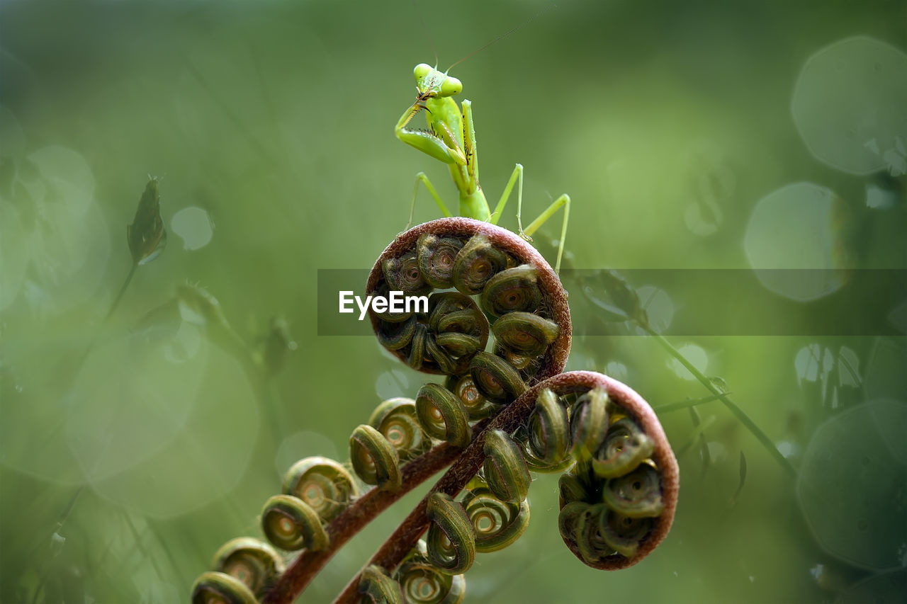 Praying mantish on fern