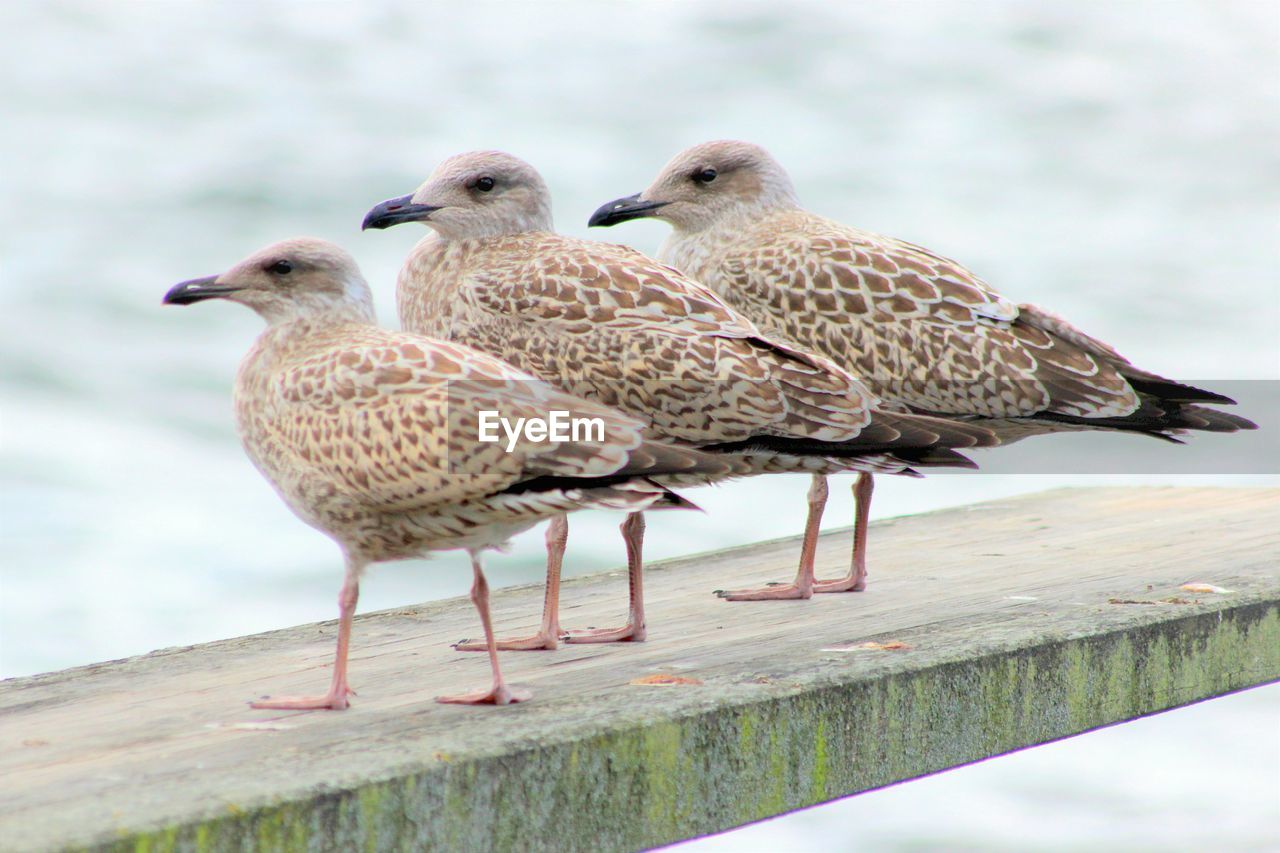 CLOSE-UP OF BIRDS ON RETAINING WALL AGAINST SKY