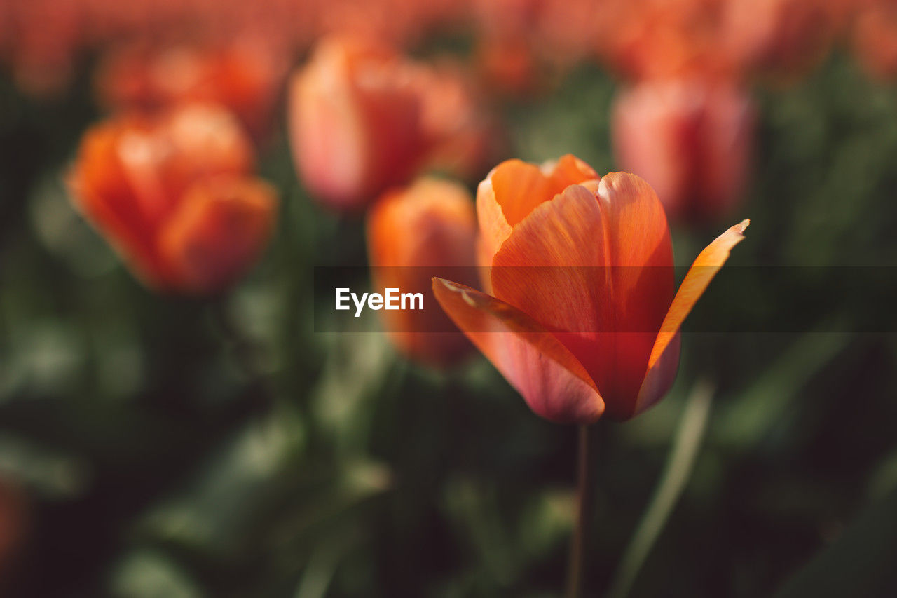 plant, flower, flowering plant, beauty in nature, freshness, petal, close-up, orange color, nature, flower head, fragility, growth, inflorescence, tulip, focus on foreground, no people, yellow, botany, leaf, plant part, outdoors, red, macro photography, springtime, garden, selective focus, day, plant stem, blossom, flowerbed, sunlight