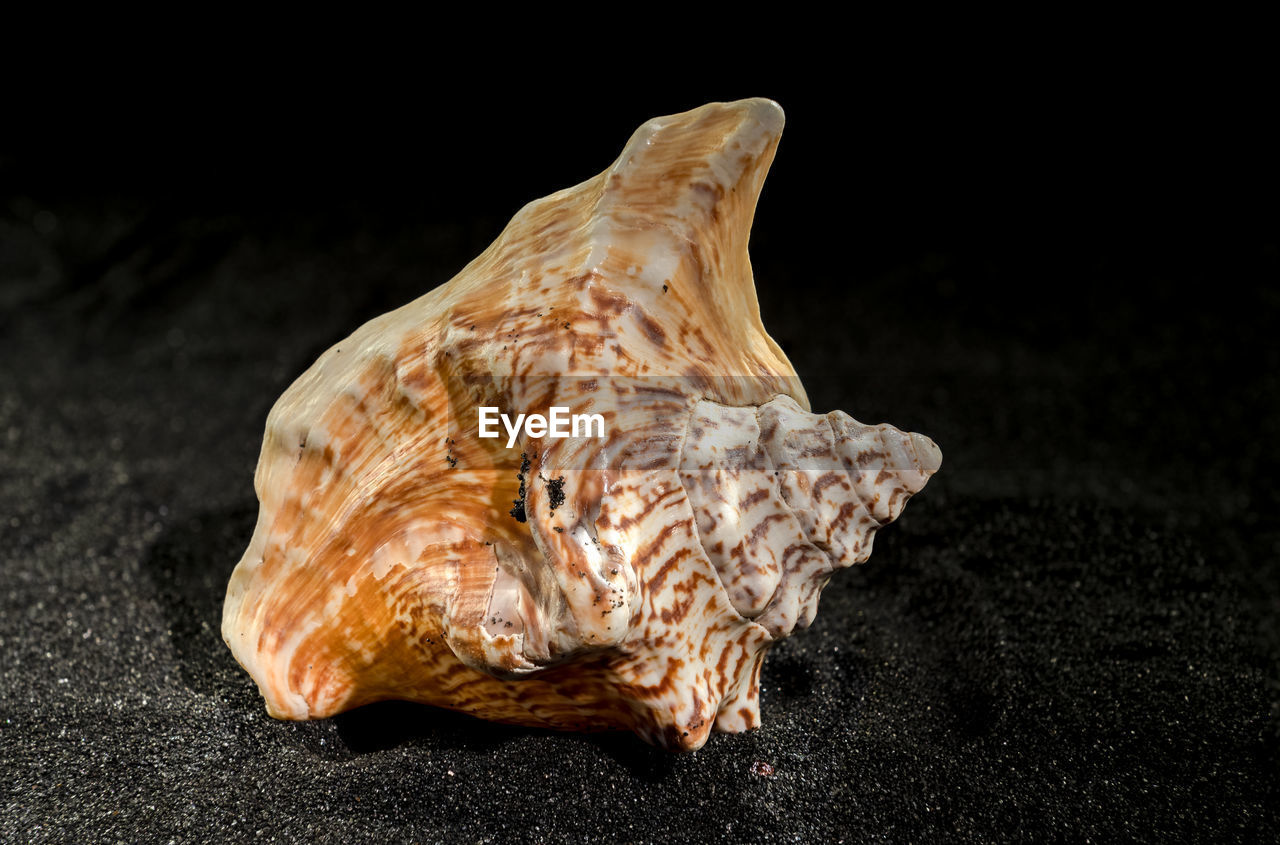 Lobatus raninus or hawk-wing conch sea shell on a black sand background