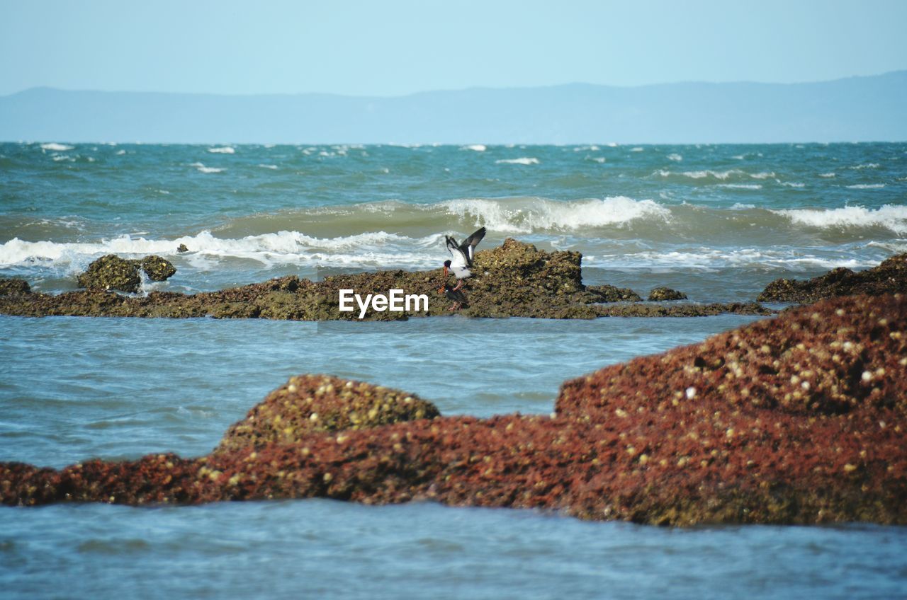 BIRDS PERCHING ON ROCK IN SEA AGAINST SKY