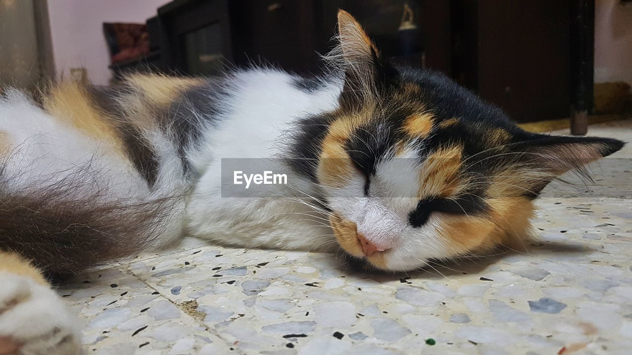 CLOSE-UP OF A CAT RESTING ON THE FLOOR